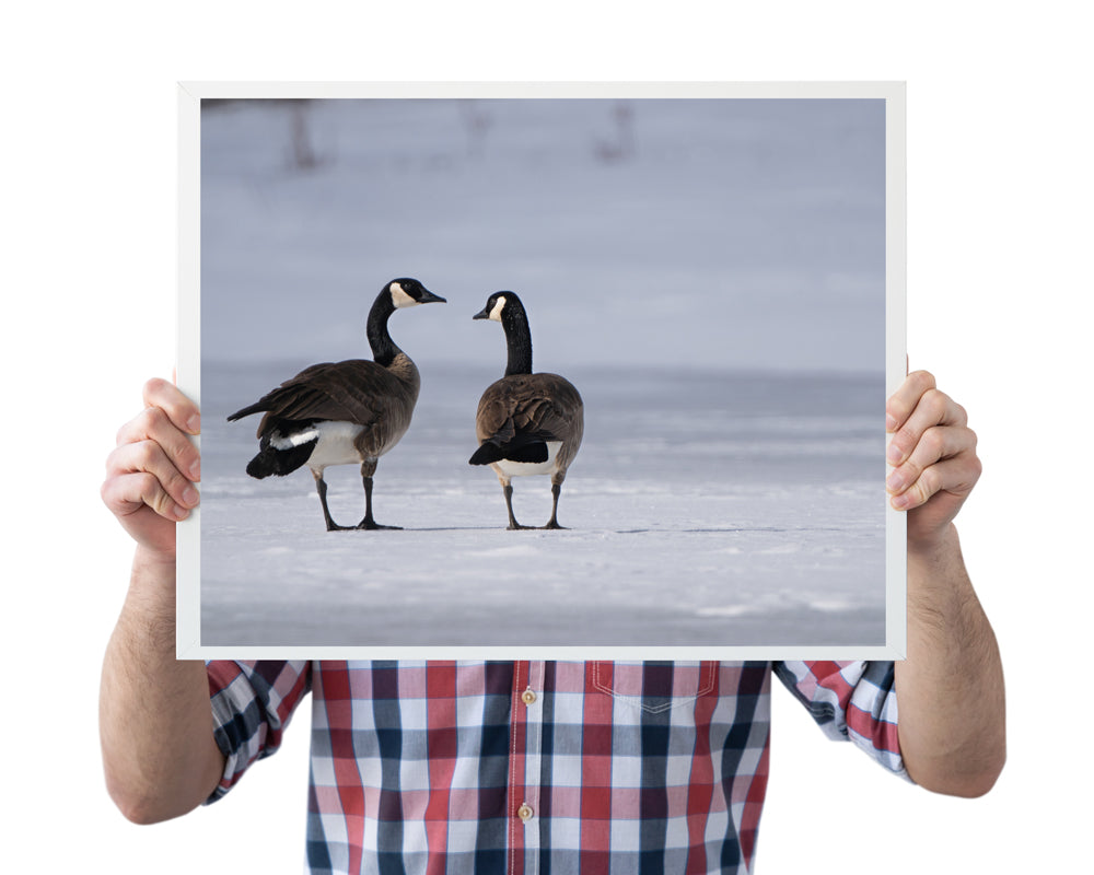 Wildlife Photography: Canada Geese Heart