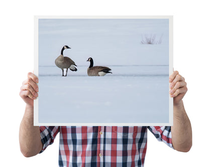 Wildlife Photography: Canada Geese