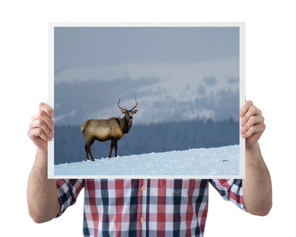 Wildlife Photography Elk 3