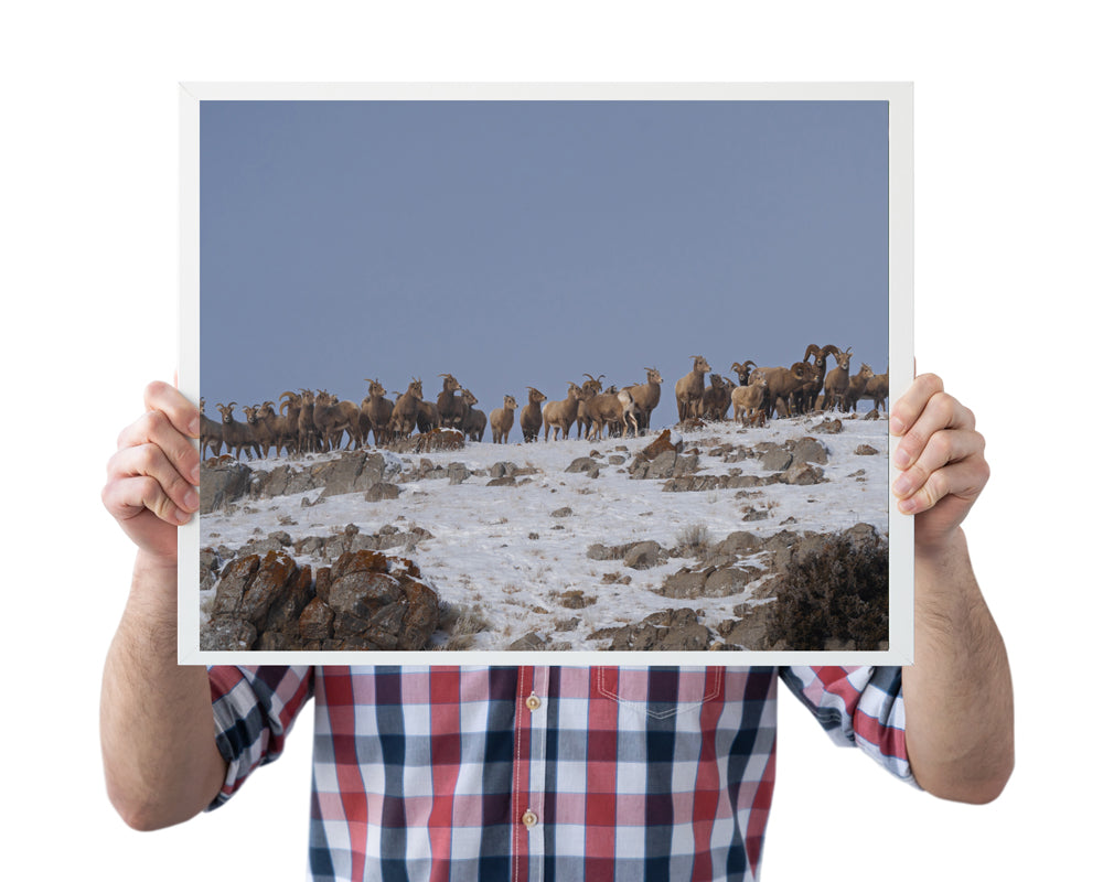 Wildlife Photography: Bighorn Sheep