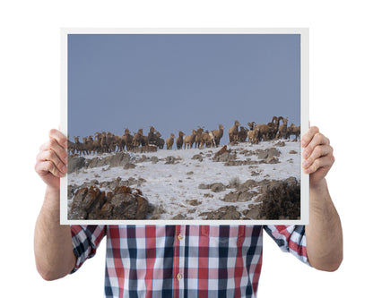 Wildlife Photography: Bighorn Sheep
