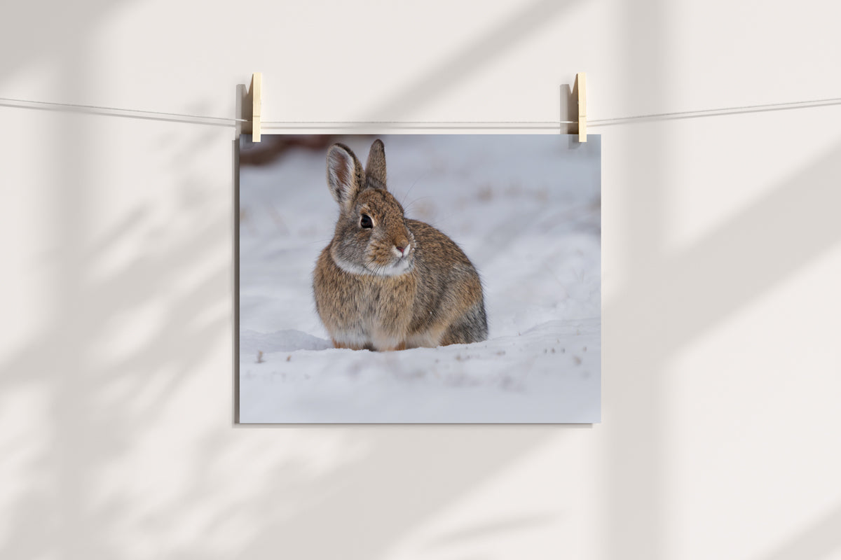 Cozy Cottontail: Captivating Bunny Wall Art to Bring Nature’s Charm Indoors!