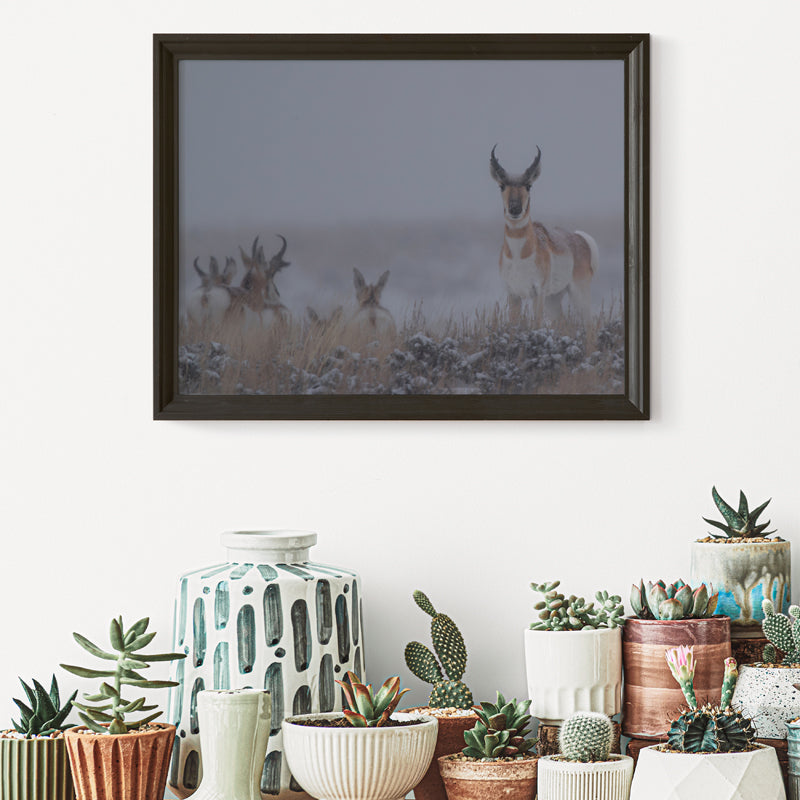 Chasing the Wild: Pronghorn Artwork to Capture Nature’s Untamed Spirit