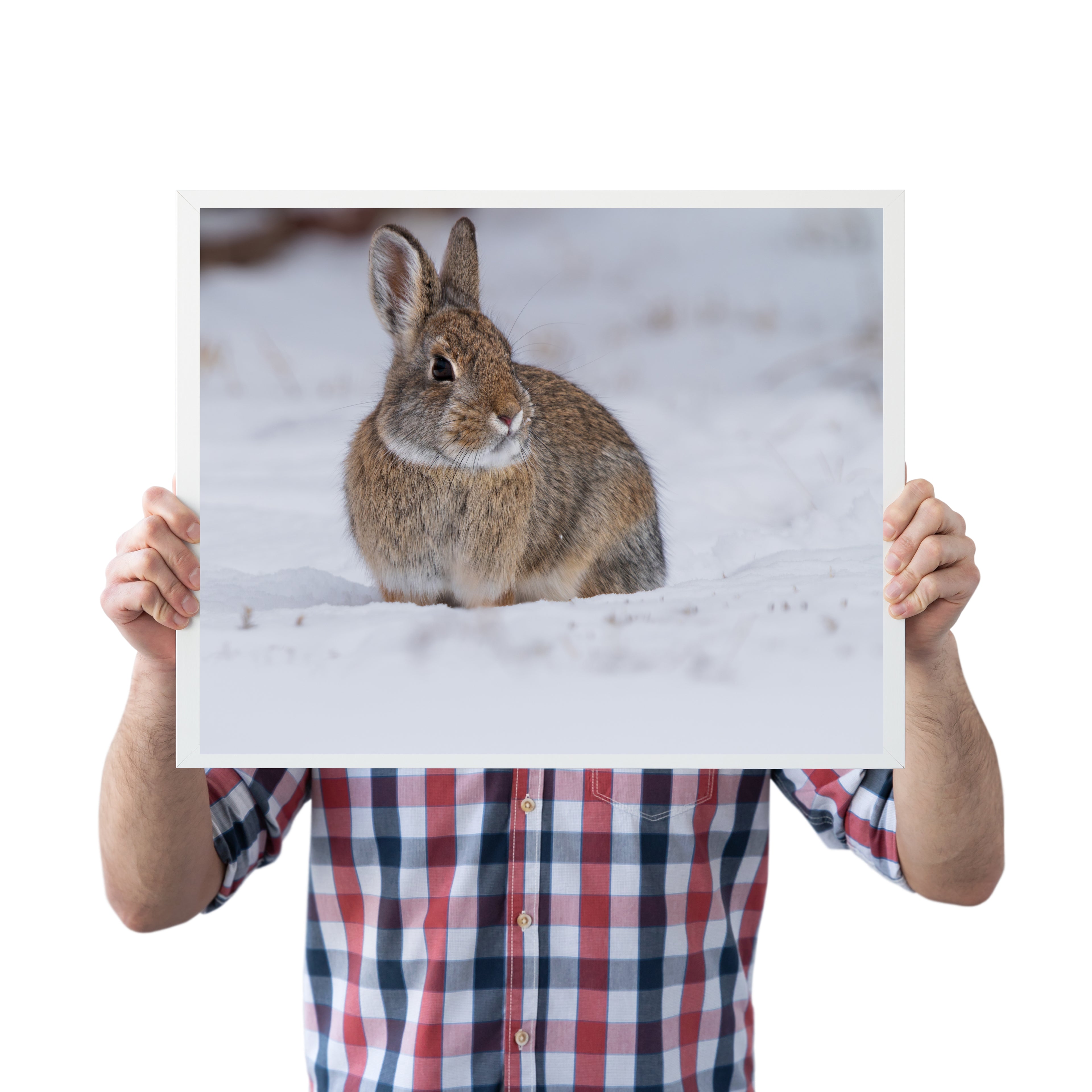 Cozy Cottontail: Captivating Bunny Wall Art to Bring Nature’s Charm Indoors!