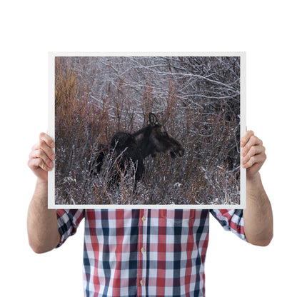 Majestic Moose Wall Art: Bring the Spirit of the Wild into Your Home