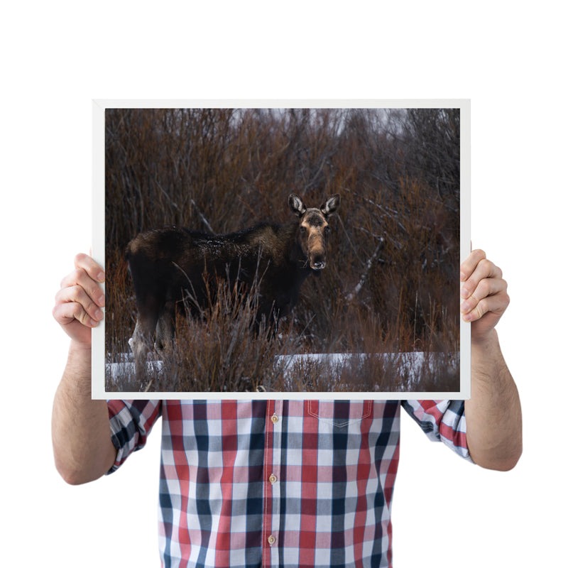 Majestic Moose Wall Art: Bring the Spirit of the Wild into Your Home 2