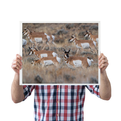 Grace in Motion: Stunning Pronghorn Artwork for Your Home