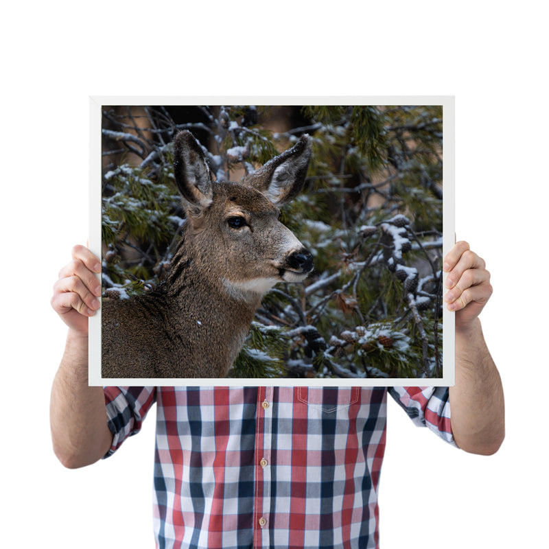 Nature’s Grace: A Winter Deer Print to Bring Wyoming’s Wilderness into Your Home 2