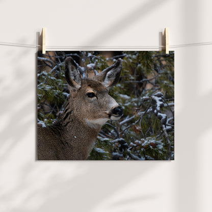 Nature’s Grace: A Winter Deer Print to Bring Wyoming’s Wilderness into Your Home 2