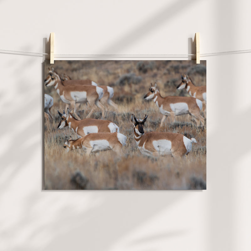 Grace in Motion: Stunning Pronghorn Artwork for Your Home