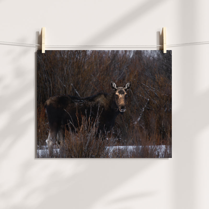 Majestic Moose Wall Art: Bring the Spirit of the Wild into Your Home 2