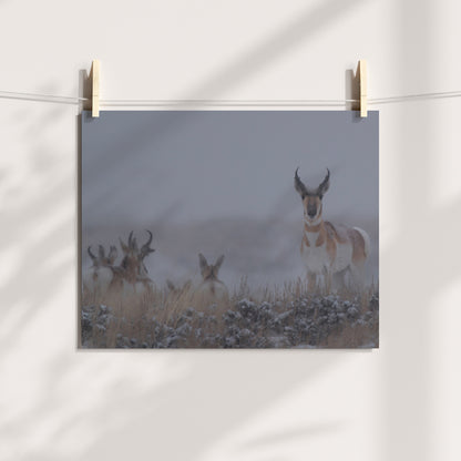 Chasing the Wild: Pronghorn Artwork to Capture Nature’s Untamed Spirit