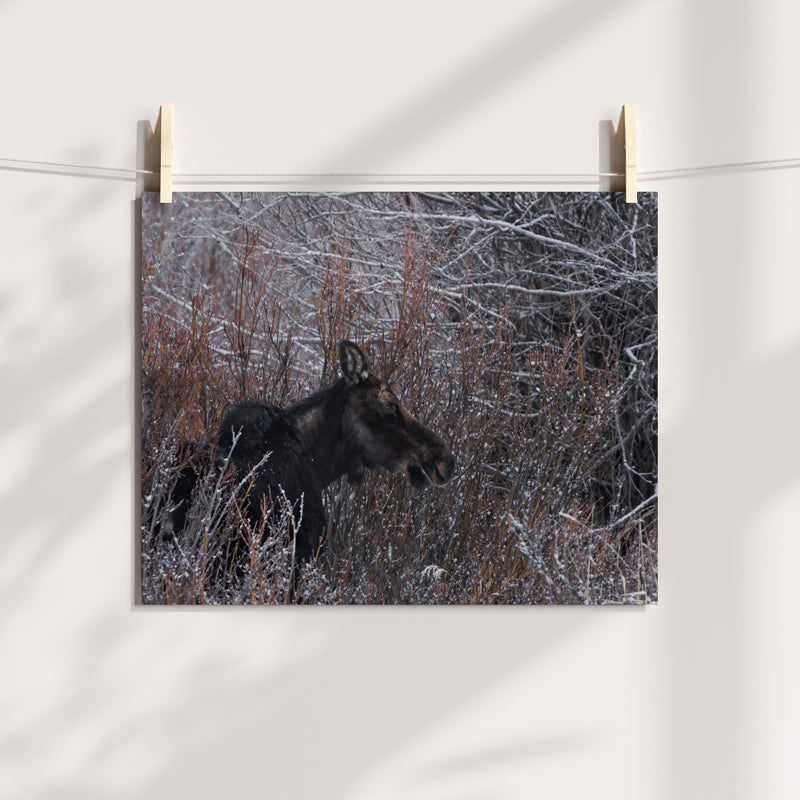 Majestic Moose Wall Art: Bring the Spirit of the Wild into Your Home