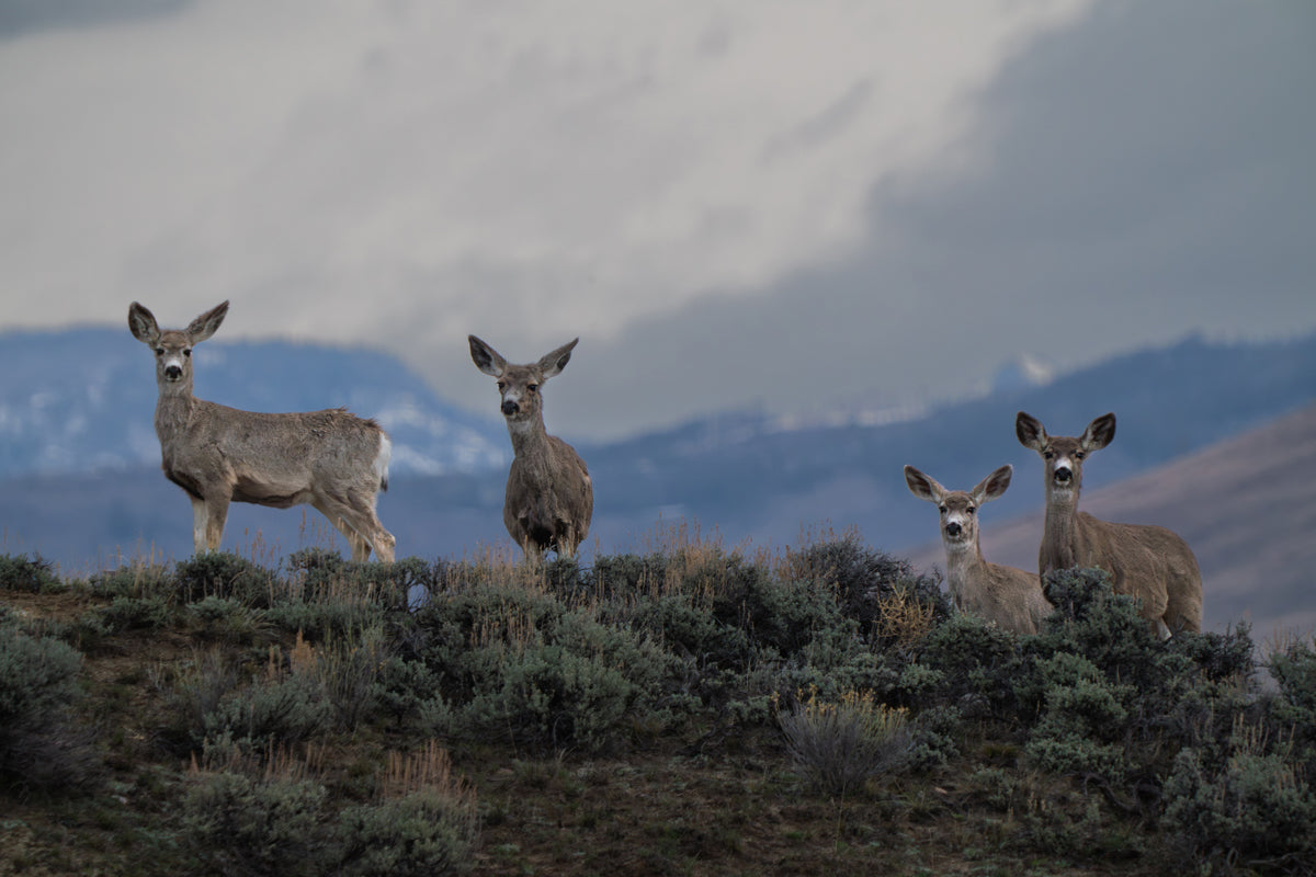 Chasing the Light: Why Wildlife Wall Art Transforms Your Home