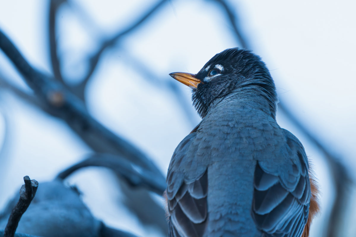 The Curious Robin: A Moment of Connection