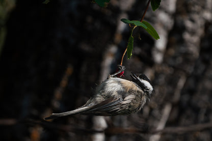 Chickadee Wall Art