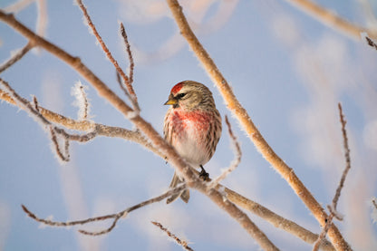 Winter Wonder: Common Redpoll Wall Art to Brighten Your Home