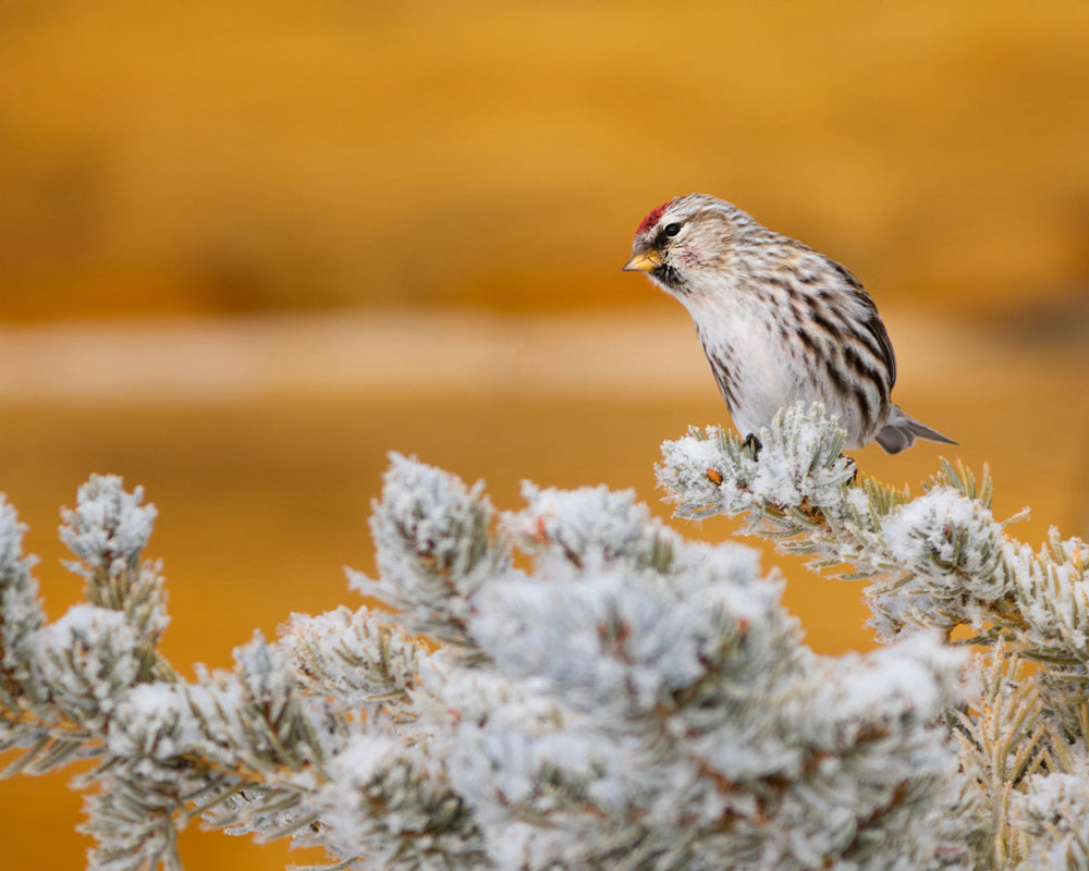 Common Redpoll Wall Art: Bringing the Winter Magic of Wyoming Birds into Your Home