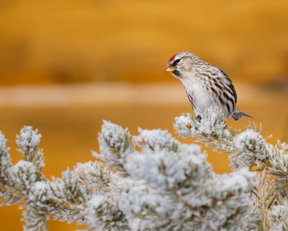 Wildlife Photography: Common Redpoll Chilling 5