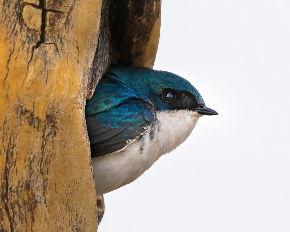 Bird Lover Gift: Tree Swallow Wall Art 3