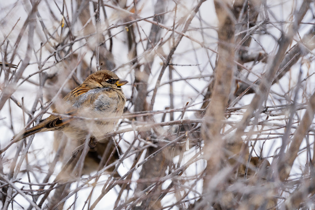 Wildlife Photography: House Sparrow