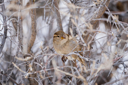 Wildlife Photography: House Sparrow 2