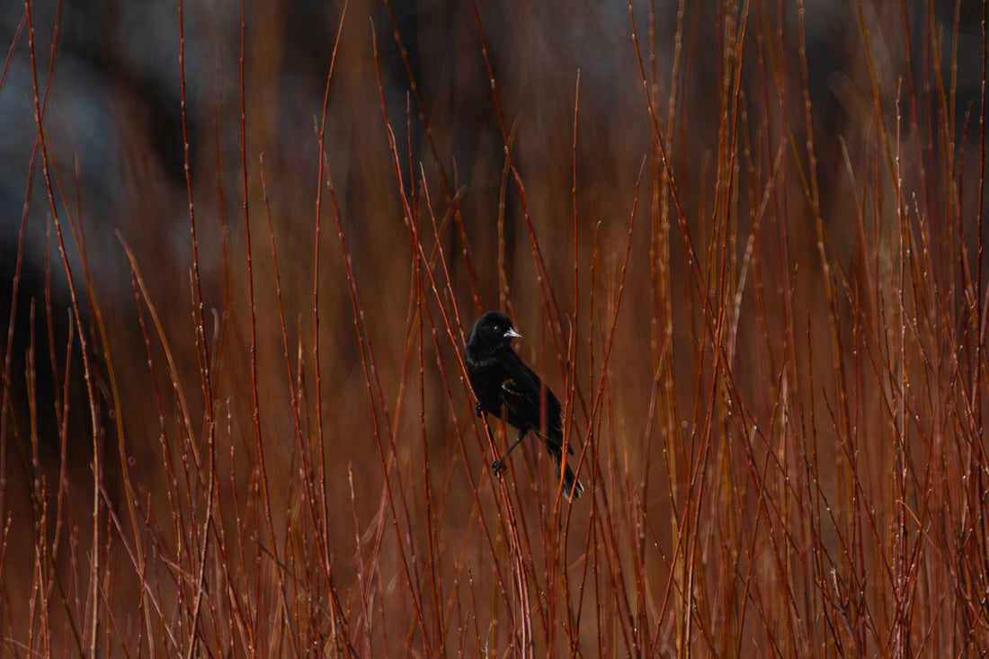 Morning Light &amp; the Red-Winged Beauty