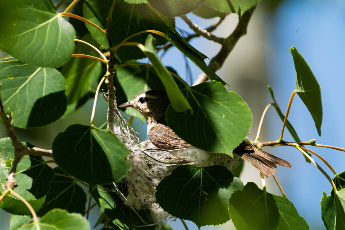 Bird Lover Gift:Bird Nest Wall Art 3