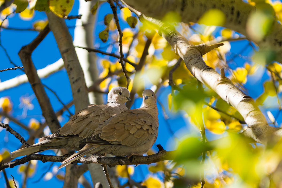 Doves