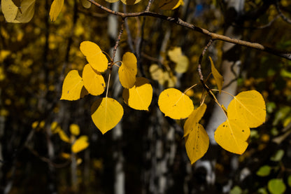 Fall Leaves  Home Decor Wall Art