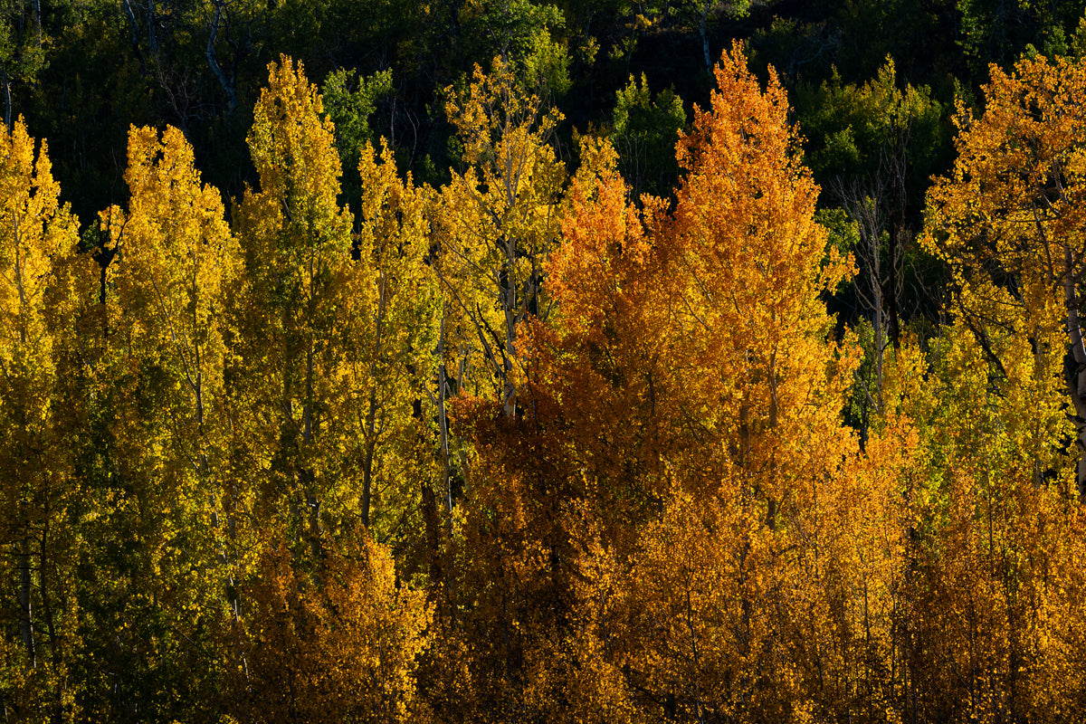 Detail of Aspens in the Fall Home Decor Wall Art