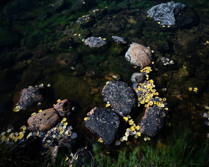 Leaves in the Fall