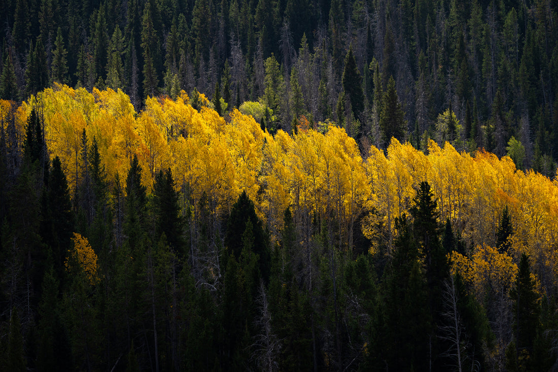 Wyoming in the Fall Home Decor Wall Art