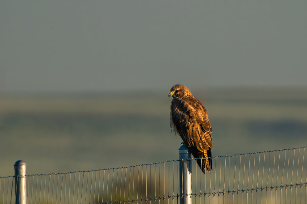 Red Tail Hawk