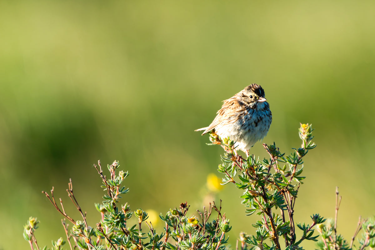 Song Sparrow Artwork 2