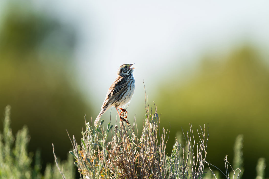 Song Sparrow Artwork 3