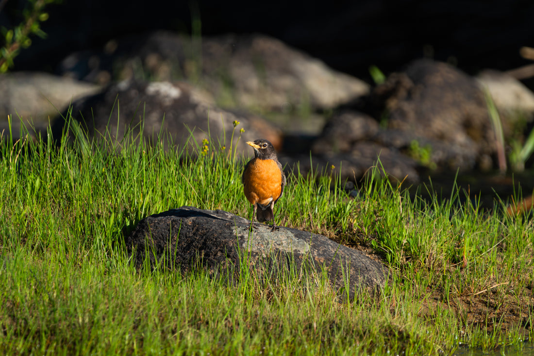 American Robin Artwork