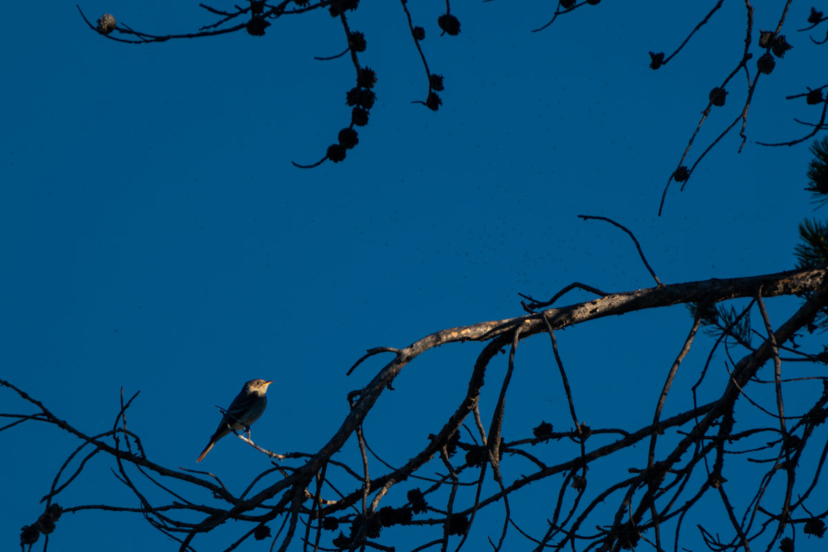 Tiny Bird Artwork