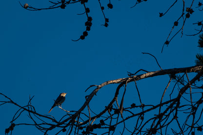 Tiny Bird Artwork