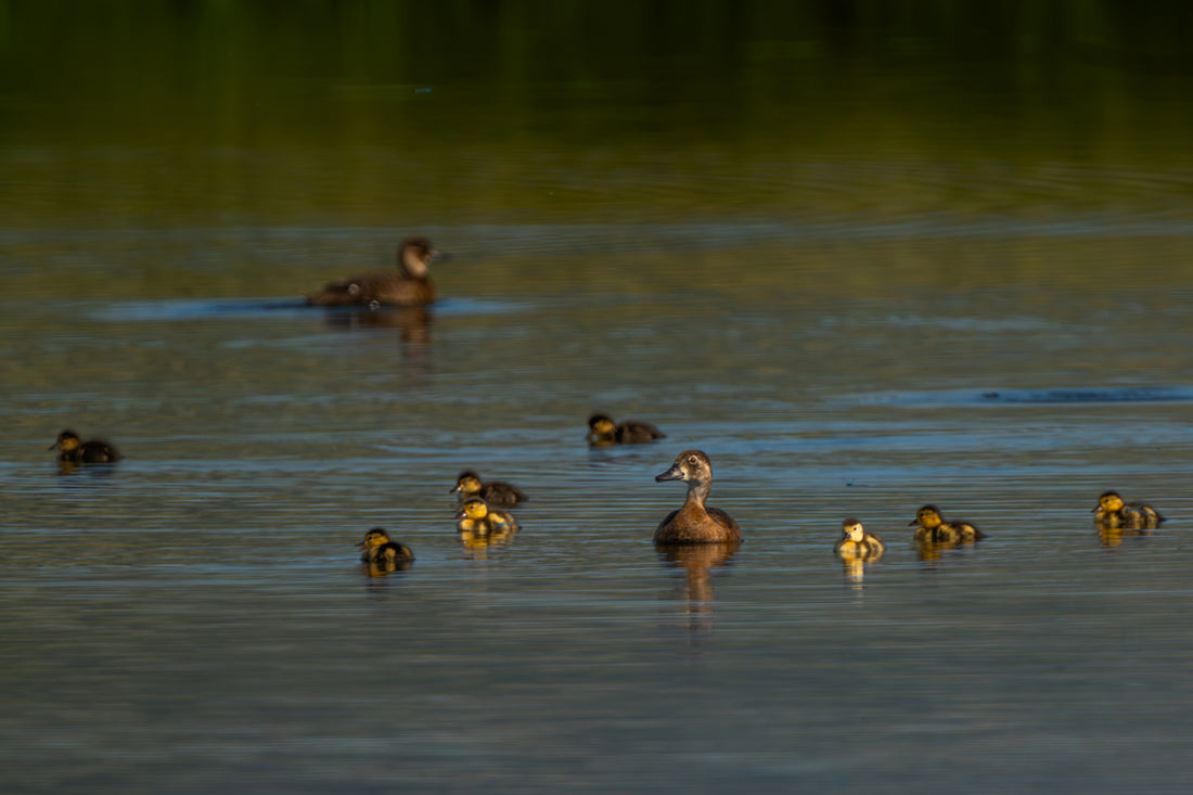 Duck Family Artwork 2