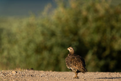 Sage Grouse Artwork