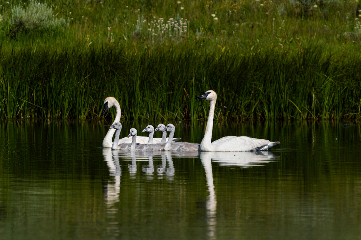 Swan Family Artwork