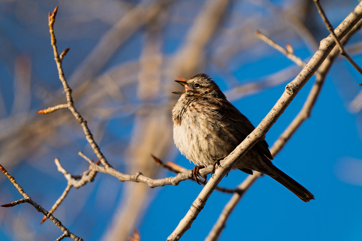 Bird Lover Gift: Song Sparrow  Wall Art