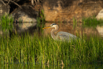 An Enchanting Encounter: A Morning with the Blue Heron