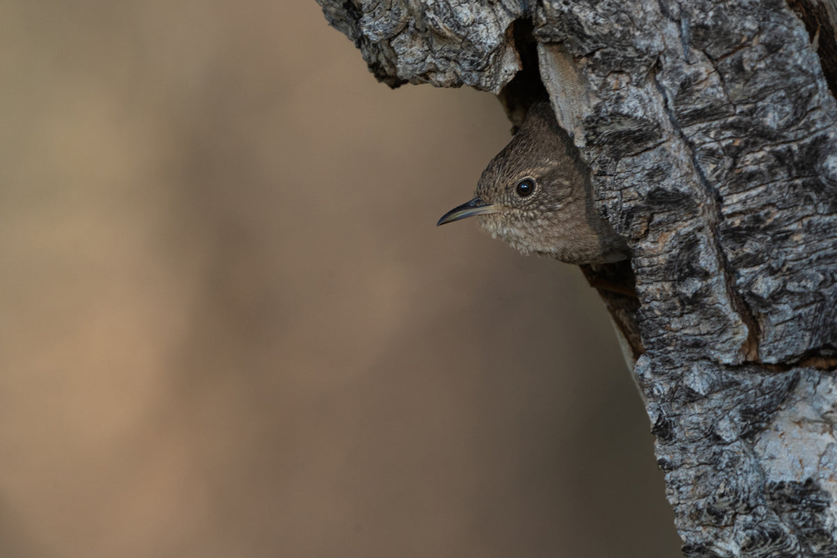 Wren Wall Art 2