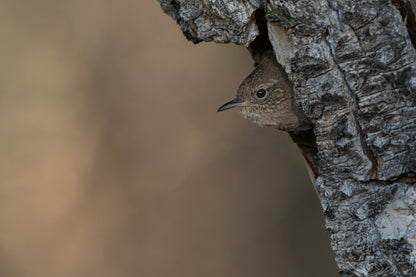 Wren Wall Art 2
