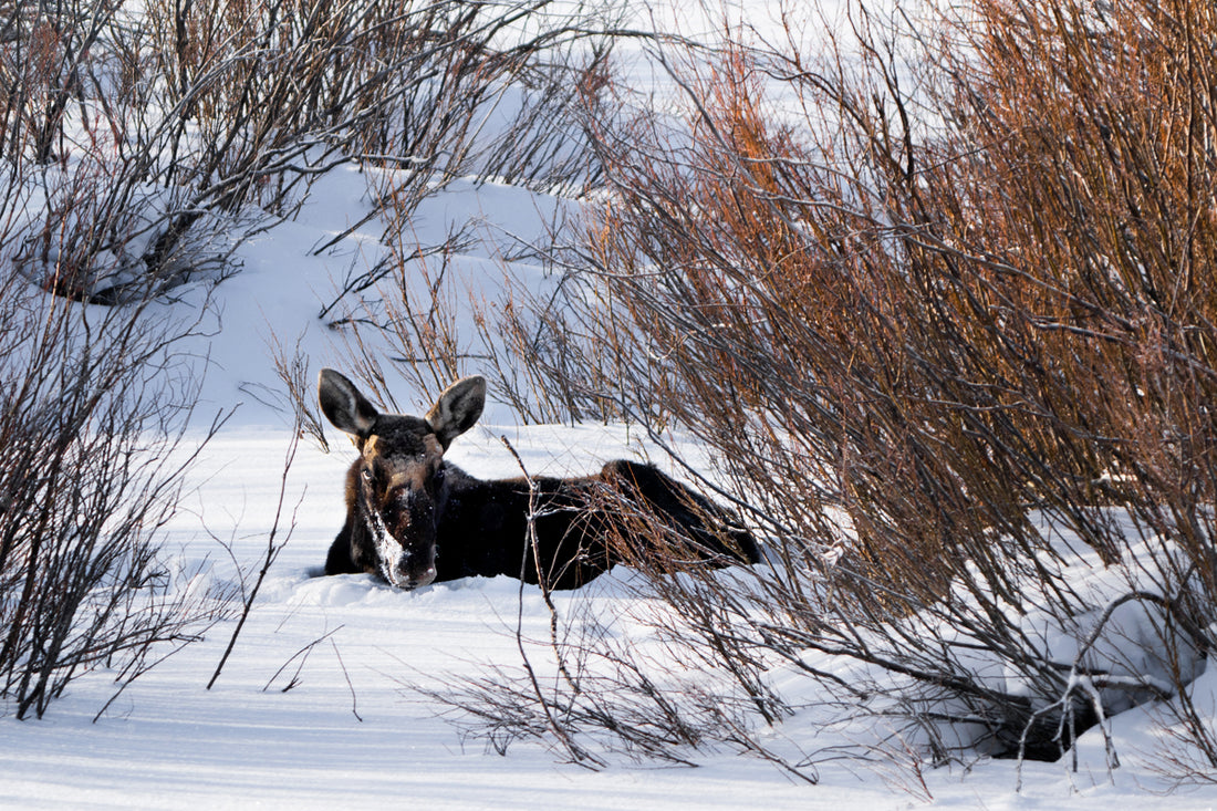 Wildlife Photography: Moose 2