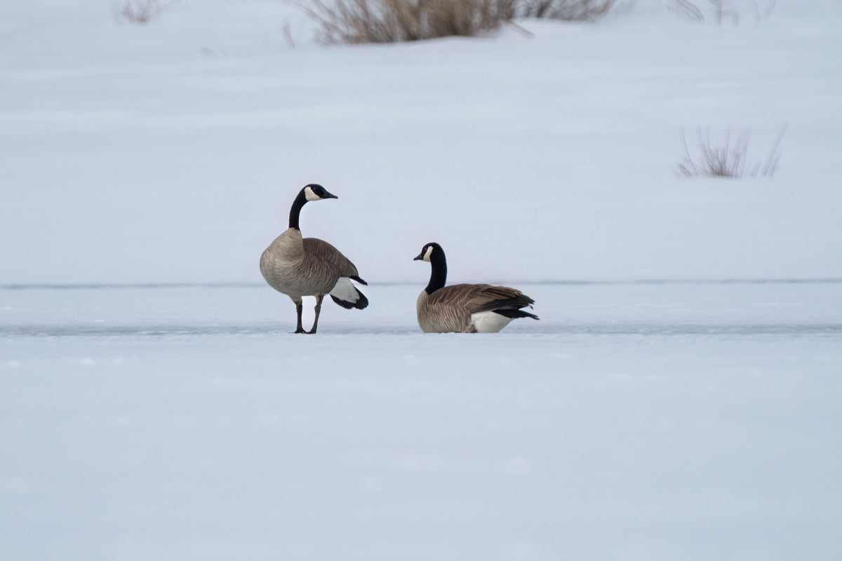 Wildlife Photography: Canada Geese