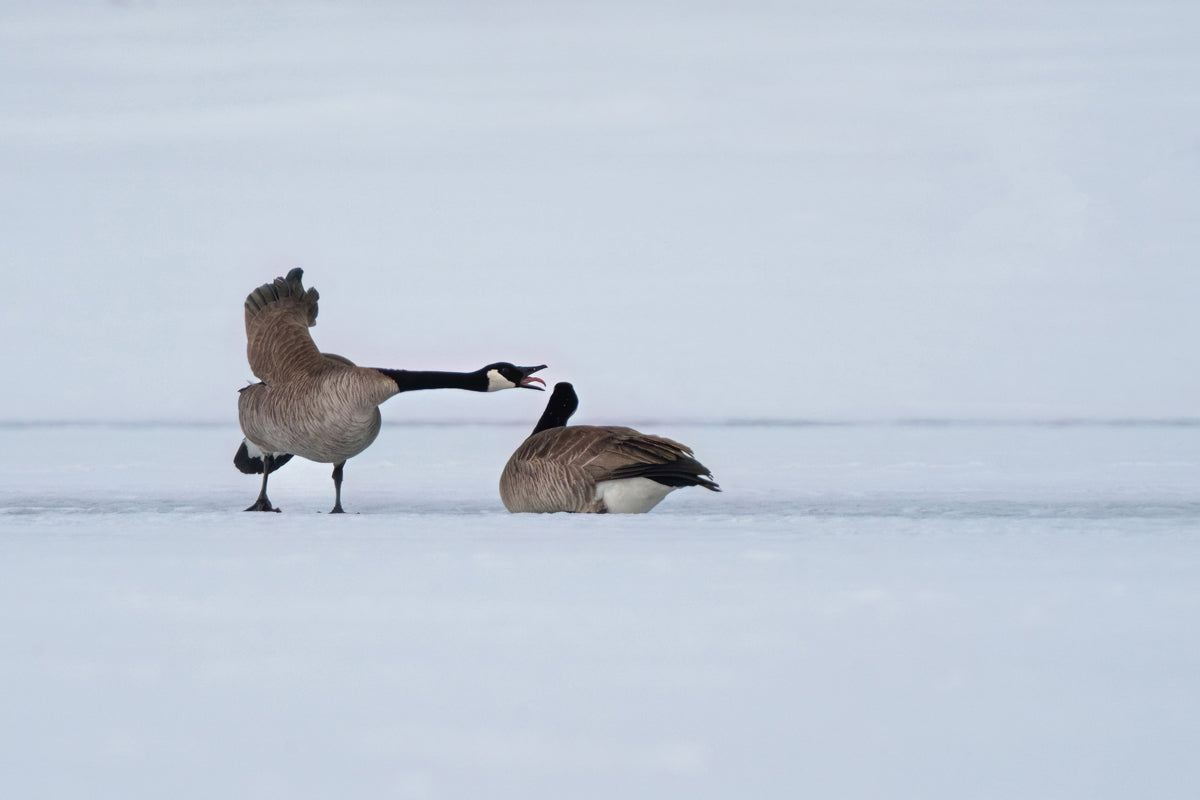 Bring Wyoming’s Wild Beauty Home with Canada Geese Wall Art