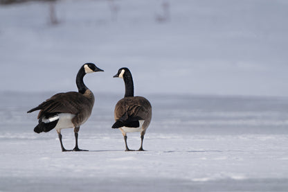 Wildlife Photography: Canada Geese Heart